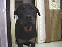 Dogs0017.jpg